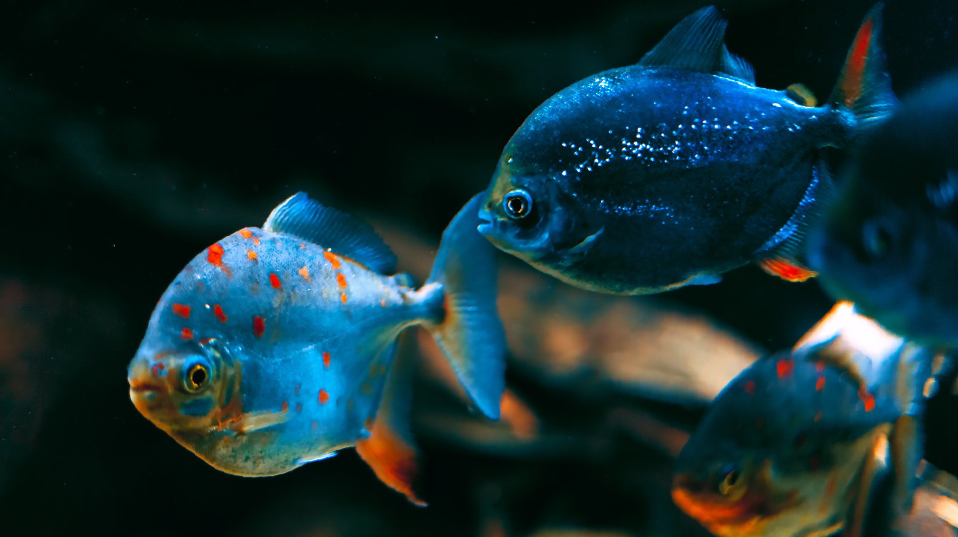 Conheça três incríveis aquários brasileiros