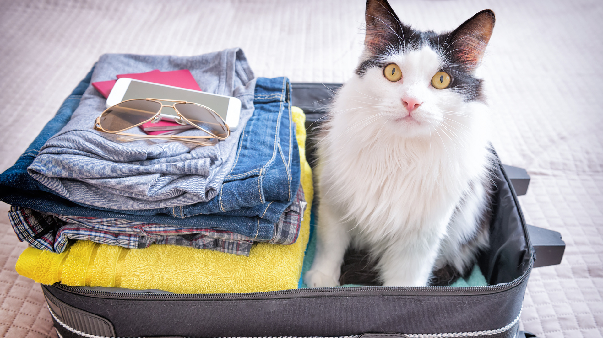 Tudo o que você precisa saber sobre viagem internacional com Pets
