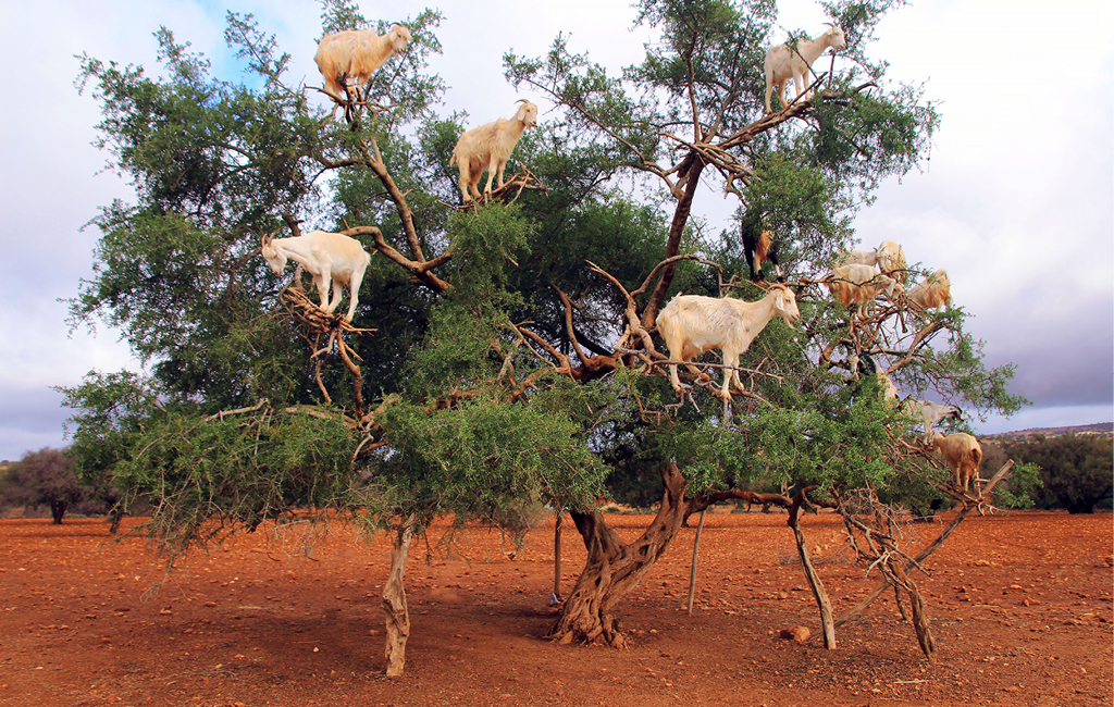 Na rota de Marrakech ao deserto do Saara você poderá avistar cabras no topo das árvores de Argan, comuns dos desertos calcários