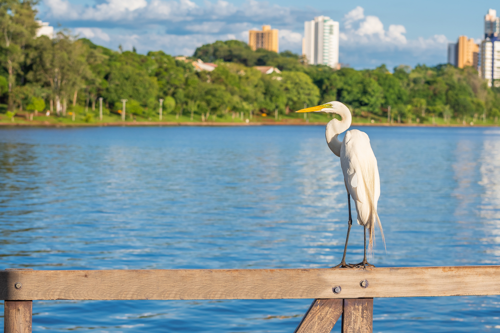 O que fazer em Londrina: pontos turísticos e passeios | Lago Igapó | Conexão123