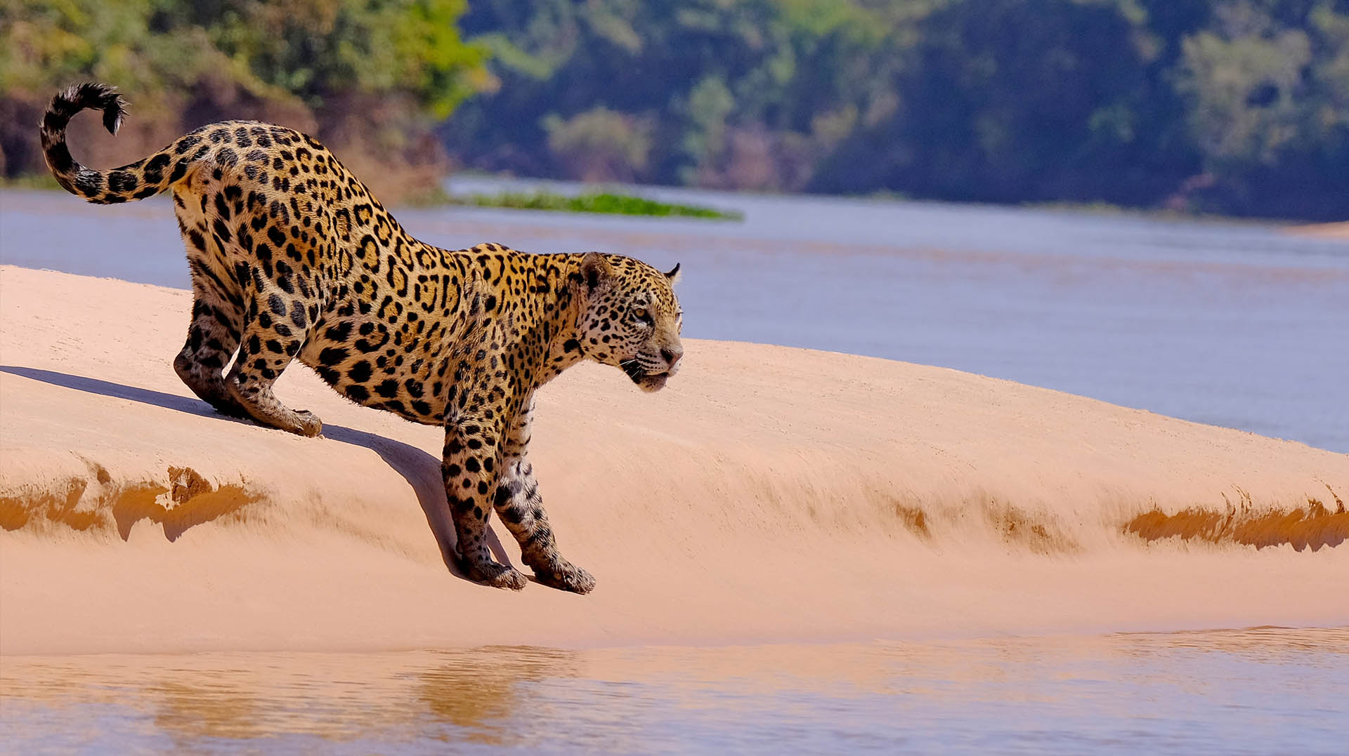 Pantanal: reduto do ecoturismo brasileiro