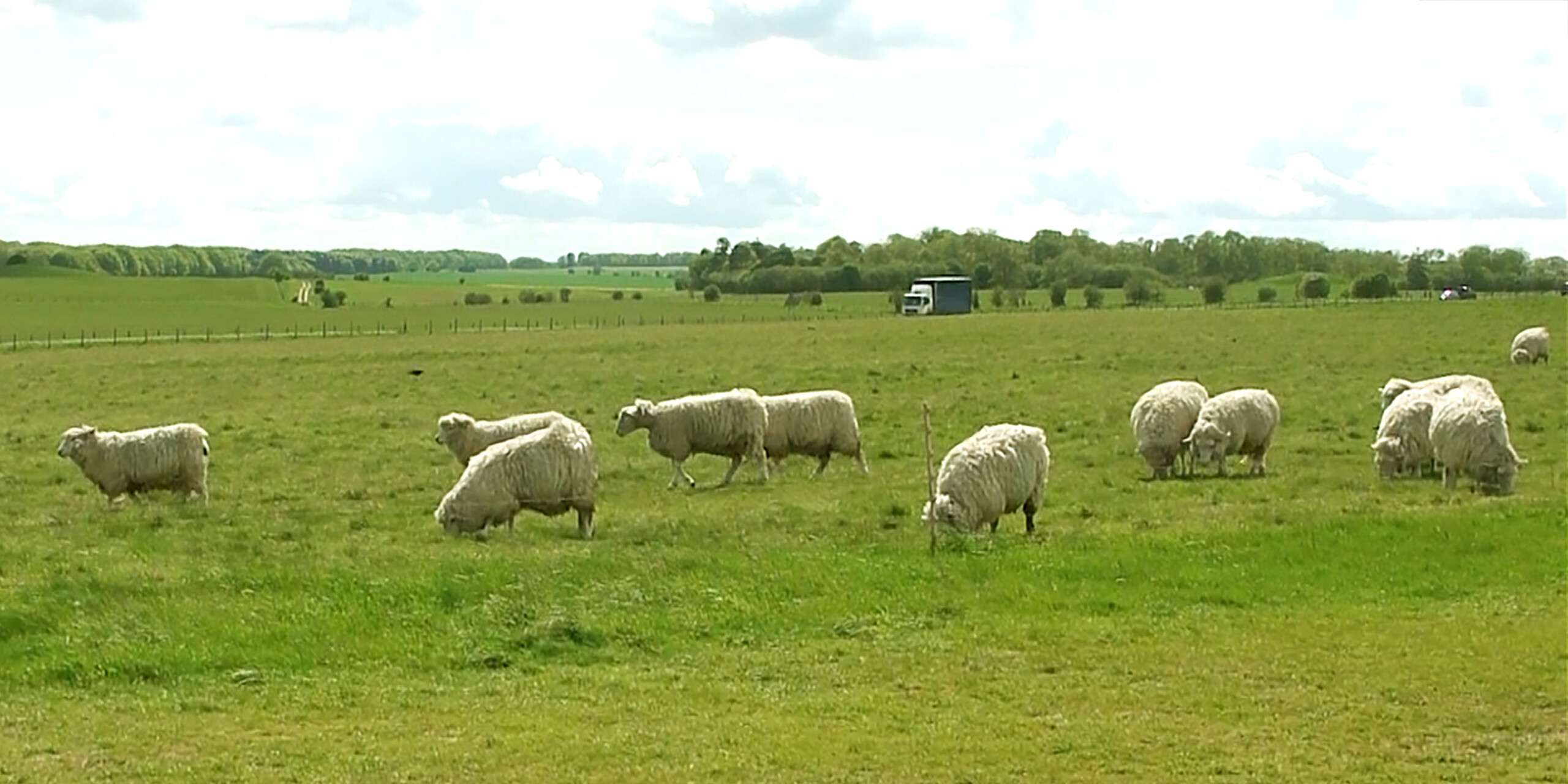 Várias ovelhas habitam a região do Stonehenge