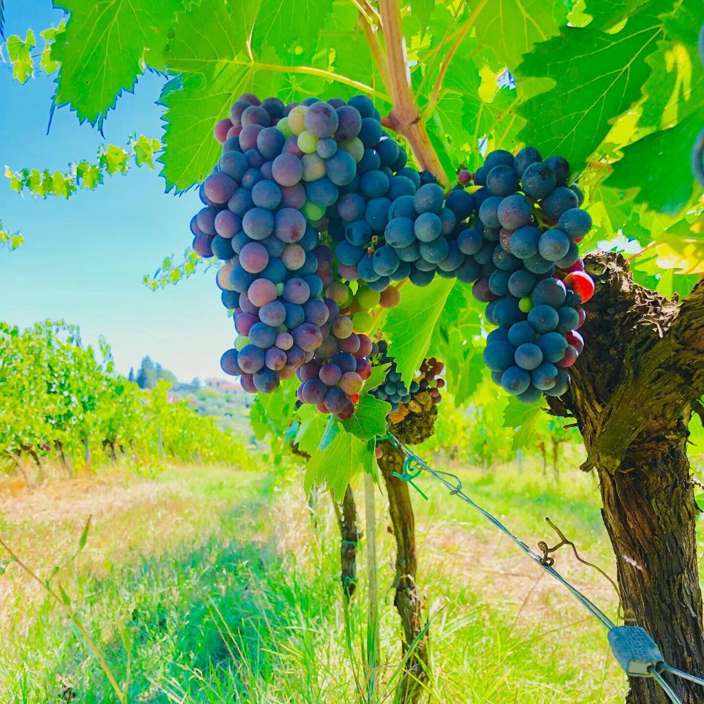 Uma das fazendas que recebe visitantes para acompanhar o processo de produção de vinho