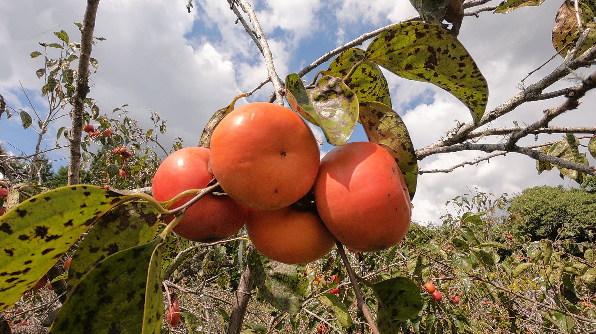 Bate e volta de São Paulo: conheça o circuito das frutas na zona rural do estado