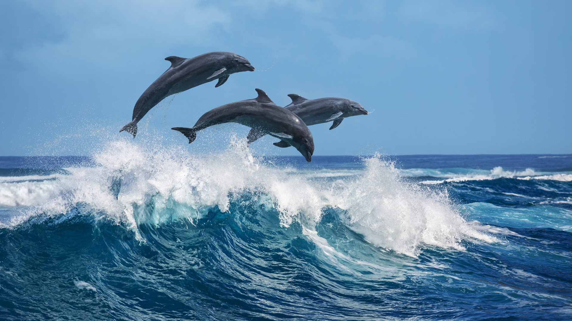 Principais destinos para ver golfinhos no Brasil