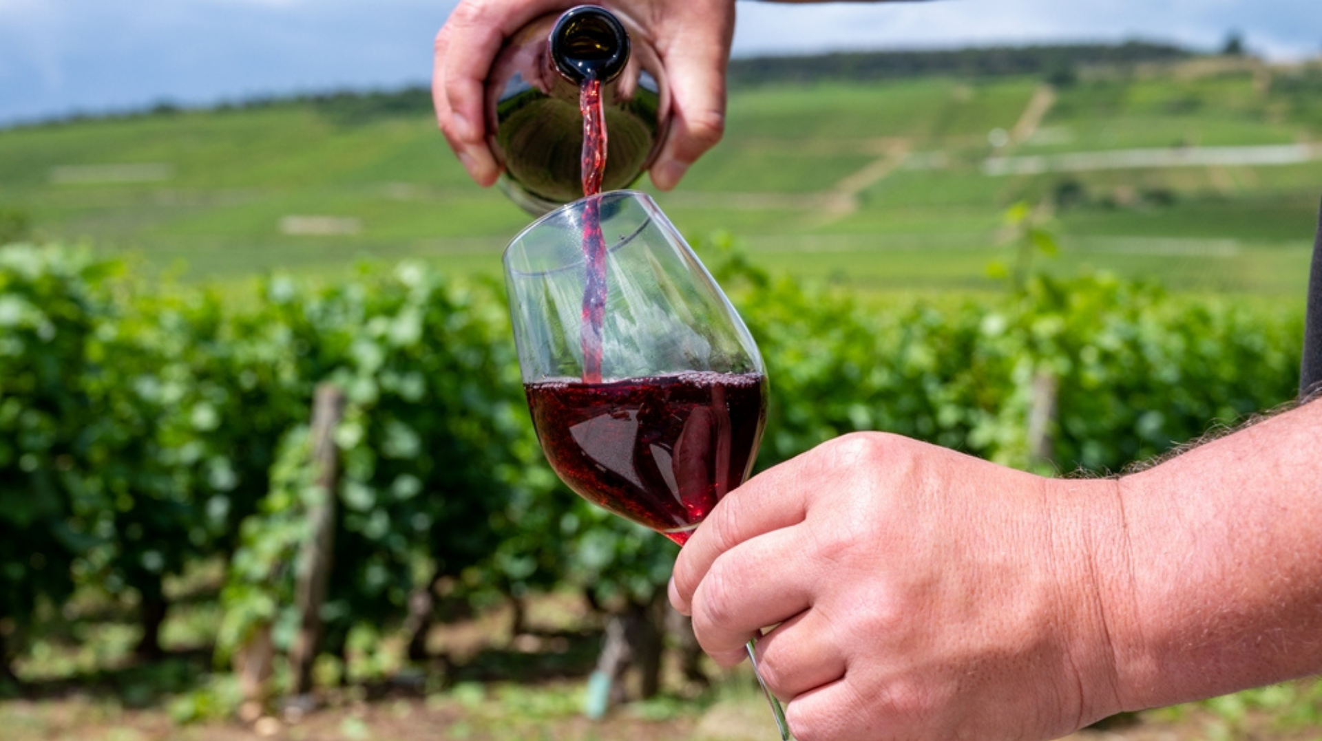 Borgonha sediará novo museu do vinho e da gastronomia