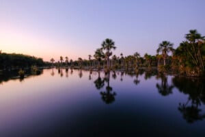 Viagem para Nobres em Mato Grosso | Reflexo das palmeiras em Lagoa das Araras em Nobres | Conexão123