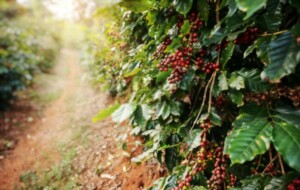 Três destinos cafeeiros para conhecer no Brasil | Plantação de Café | Conexão123