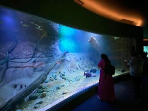 Maior aquário de água doce do mundo é inaugurado em Campo Grande | Garoto vendo um aquário | Conexão123