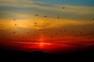  Três destinos para apreciar o pôr do sol no Brasil | Pássaros voando no pôr do sol | Conexão123
