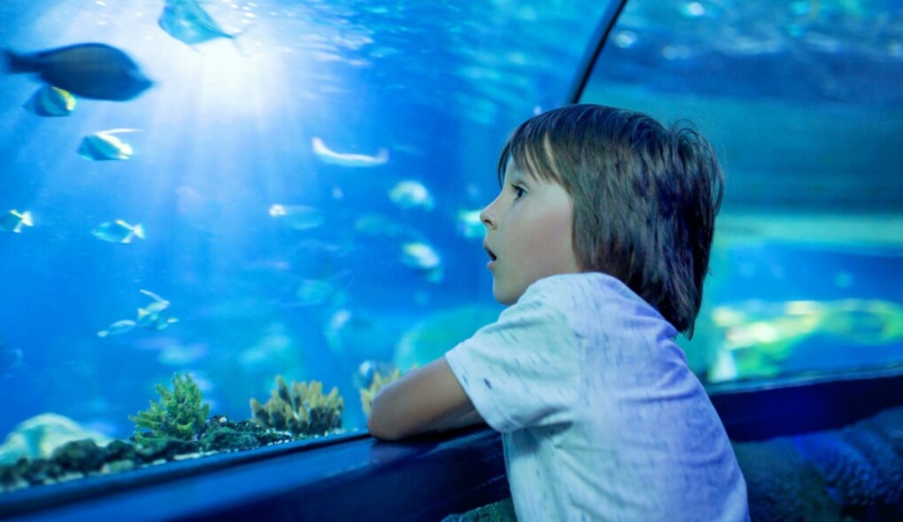 Maior aquário de água doce do mundo é inaugurado em Campo Grande
