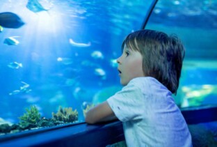 Maior aquário de água doce do mundo é inaugurado em Campo Grande | Garoto vendo um aquário | Conexão123