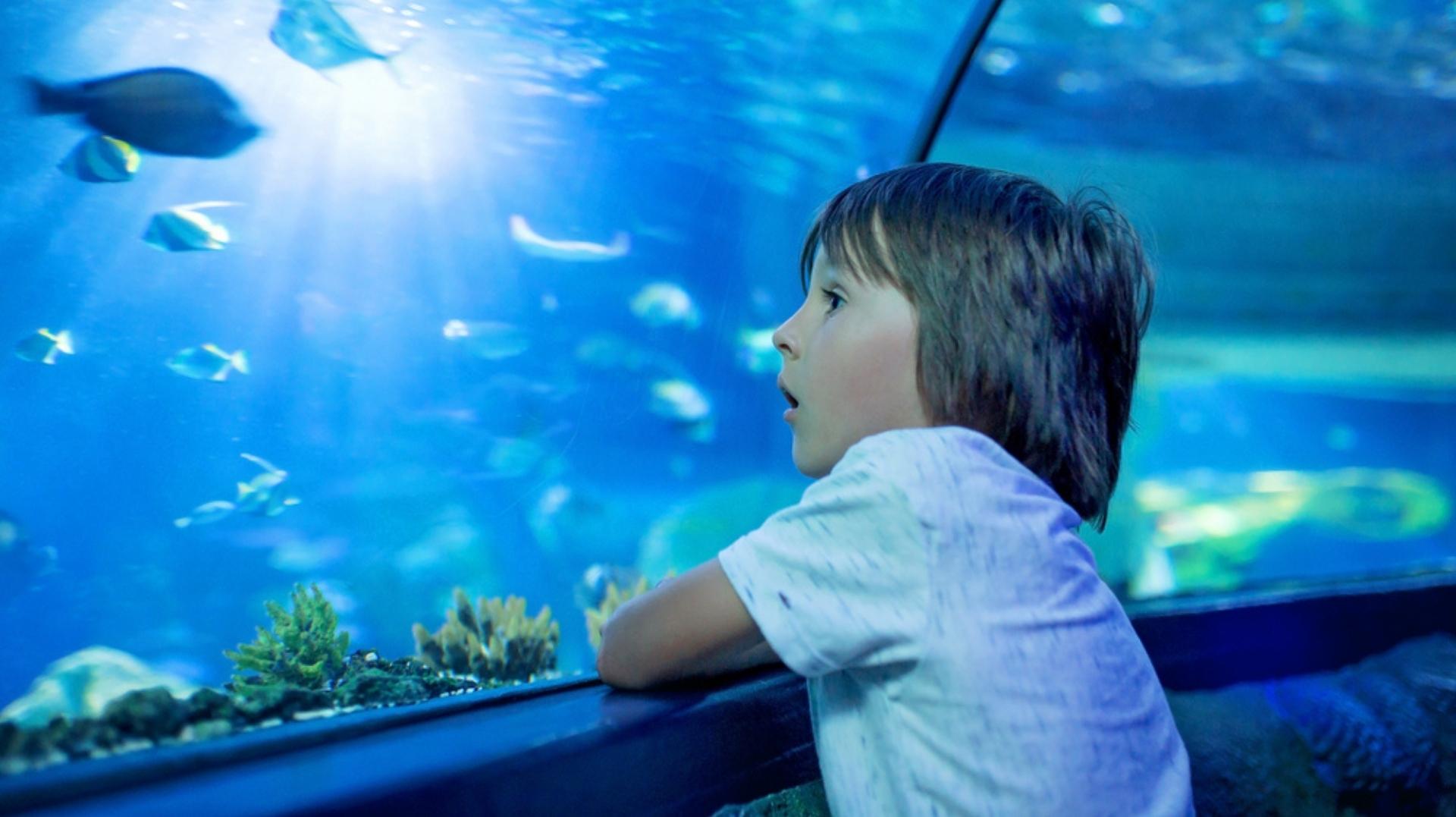 Explore o maior aquário de água doce do mundo, localizado em Campo Grande