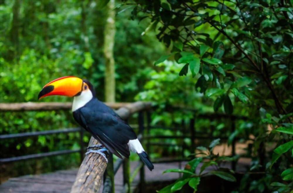 Turismo em Foz do Iguaçu: Guia de Viagem | Tucano do Parque das Aves, Foz do Iguaçu | Conexão123