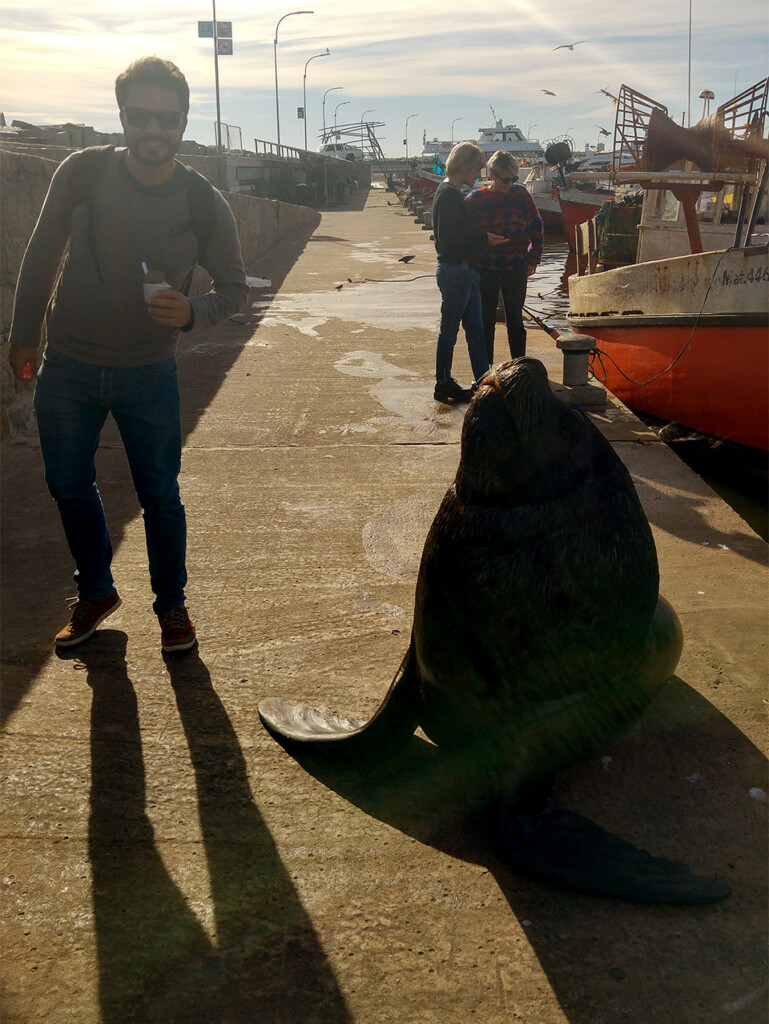 Os leões-marinhos são atraídos pelas peixarias do porto, mas também ficam sempre à espera de um petisco dos turistas.