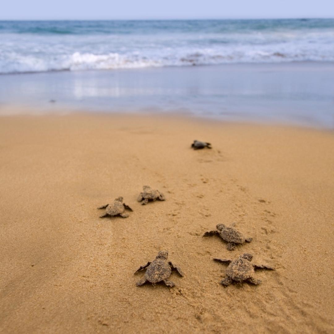 Projeto Tamar: curta as tartarugas marinhas nesses três destinos: | Filhotes de Tartaruga Marinha indo para o Mar | Conexão123