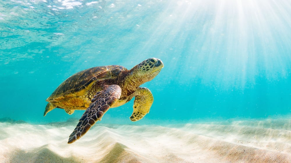 Projeto Tamar: três destinos para conhecer as tartarugas marinhas