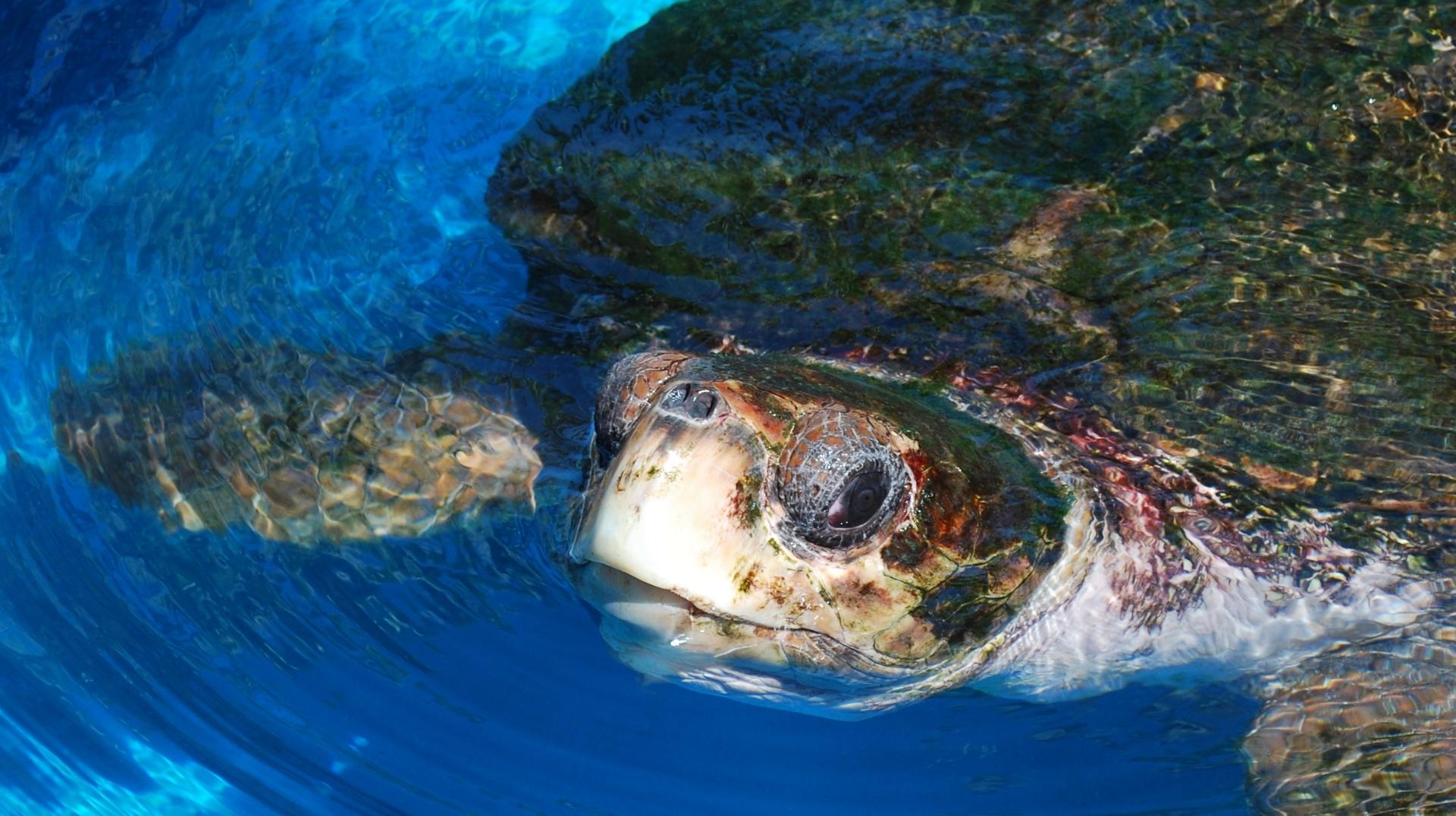 Projeto Tamar: curta as tartarugas marinhas nesses três destinos: | Tartaruga marinha no tanque Projeto Tamar | Conexão123