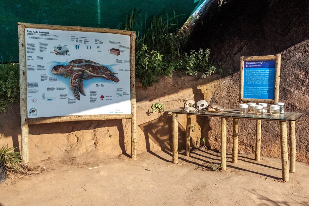 Projeto Tamar: curta as tartarugas marinhas nesses três destinos: | Passeio educativo Projeto Tamar | Conexão123