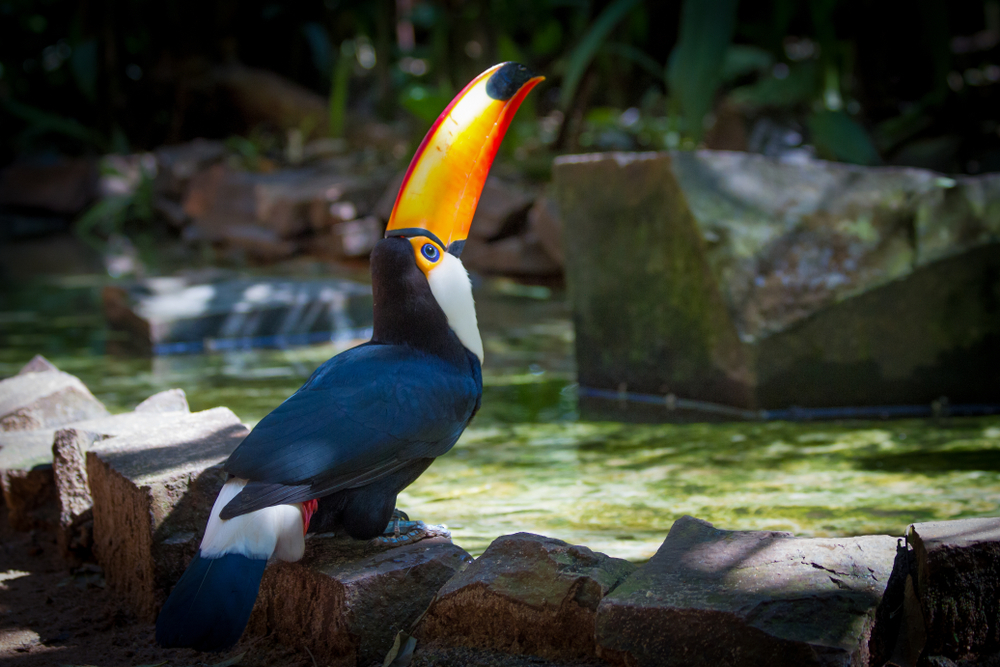Viagens baratas: destinos brasileiros para curtir na baixa temporada | Parque das Aves, Foz do Iguaçu | Conexão123