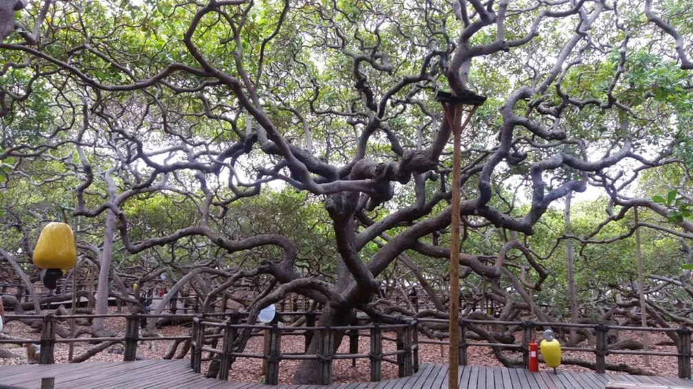 Árvores nativas do Brasil: onde encontrá-las | Cajueiro de Pirangi | Conexão123