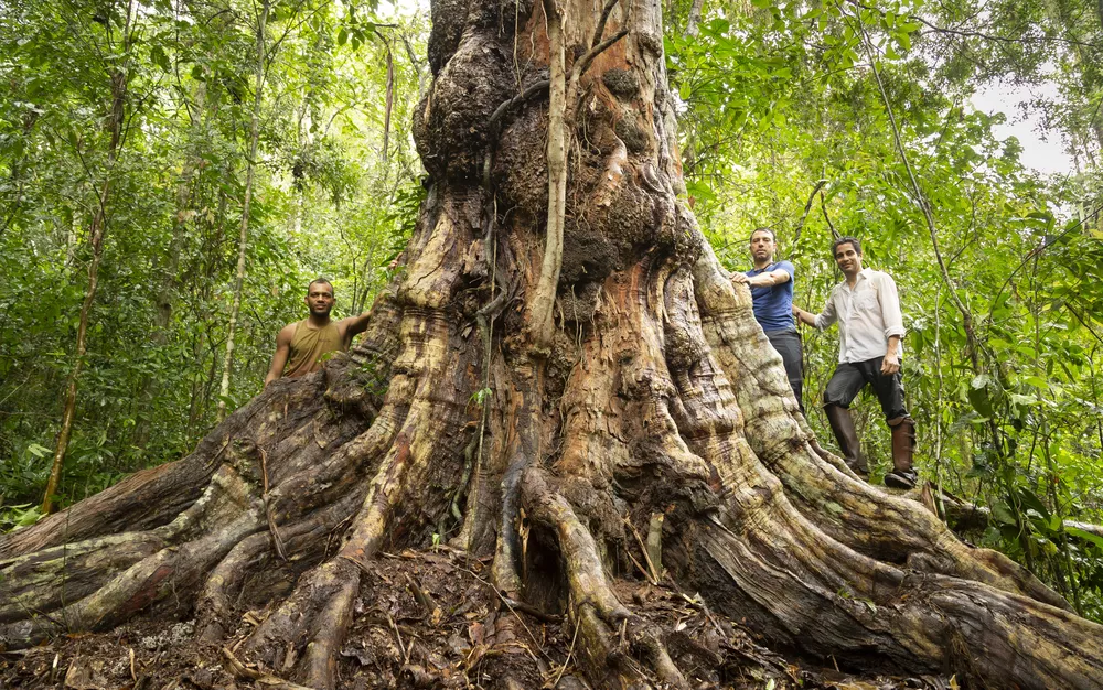 Árvores nativas do Brasil: onde encontrá-las | Pau-brasil de 600 anos na Bahia | Conexão123