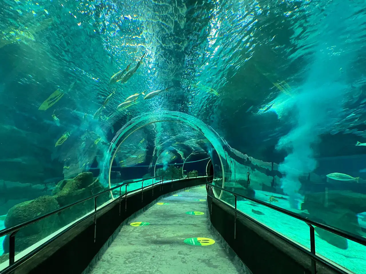 Lugares para passear com crianças no Rio de Janeiro | AquaRio é o maior museu aquático da América do Sul | Conexão123
