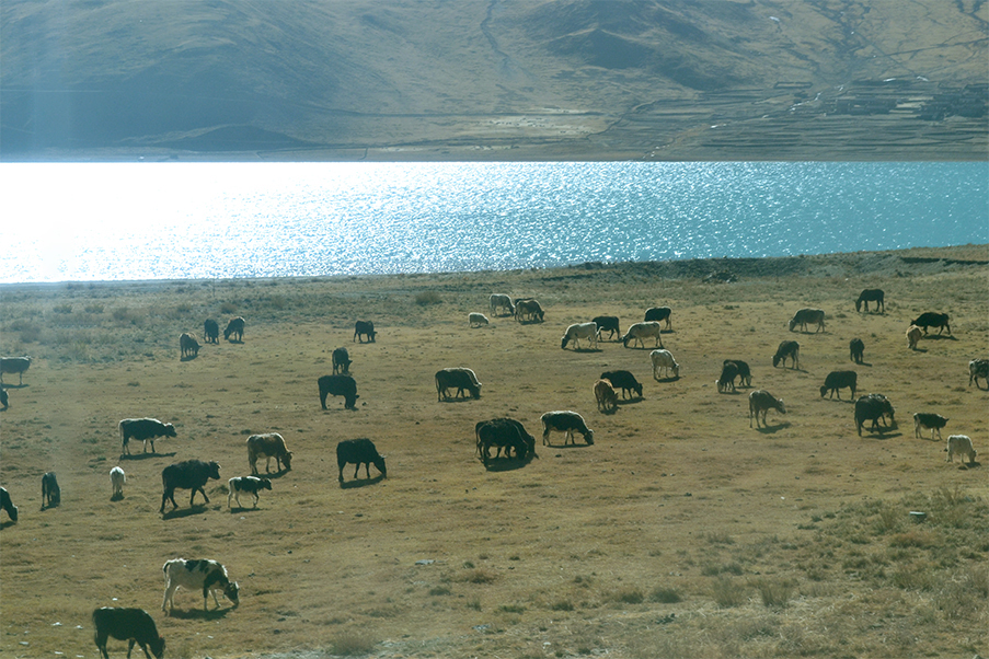 A paisagem do Tibet é cercada de Iaques