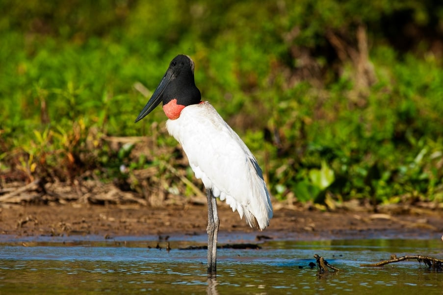 Viagem de Carro ao Pantanal | O Tuiuiú é a ave-símbolo do Pantanal | Conexão123