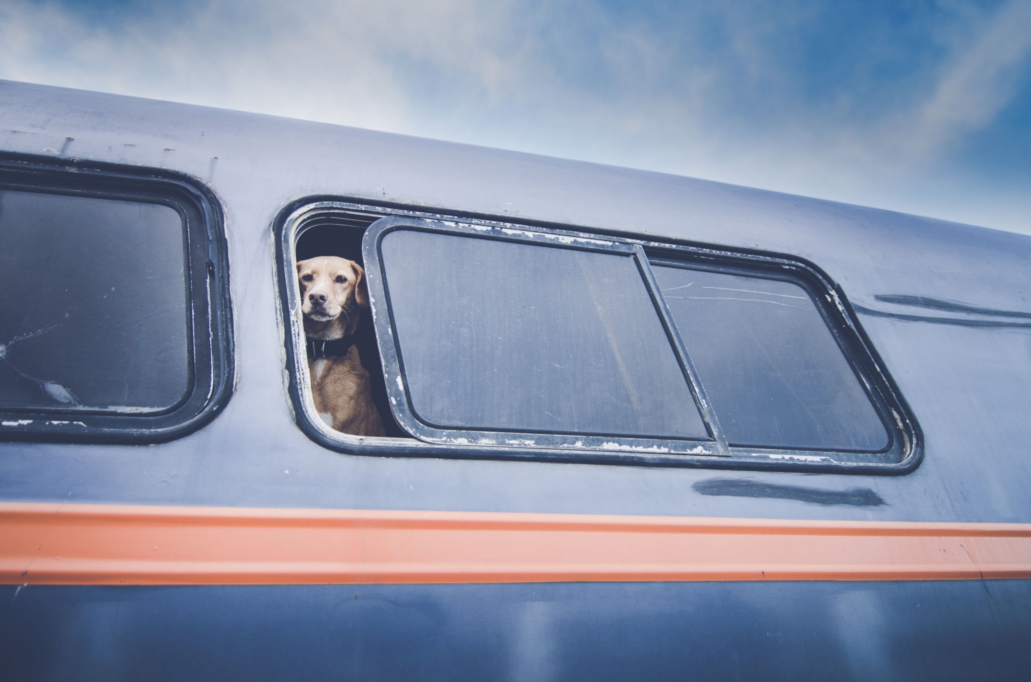 Pode levar animal de estimação no ônibus de viagem? Conheça as regras | Cão na janela do ônibus | Conexão123