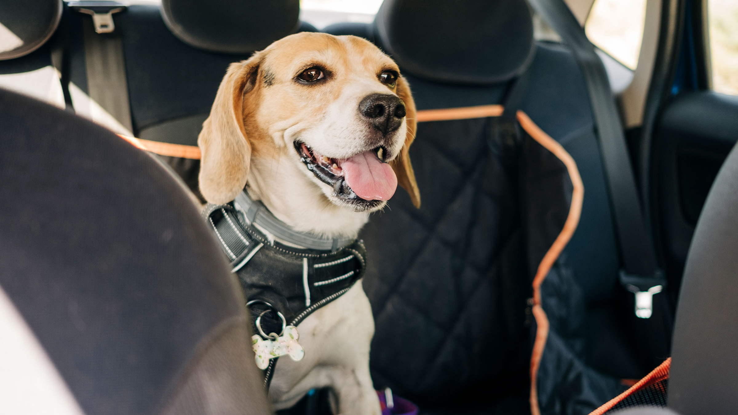 Viajar com pet no carro: saiba a melhor forma | Cachorro com cinto de segurança | Conexão123