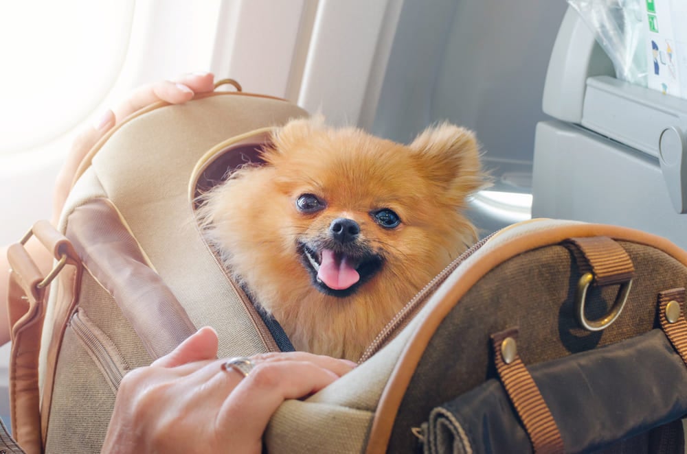 Transporte de pets na cabine do avião: Azul libera animais de até 10 kg
