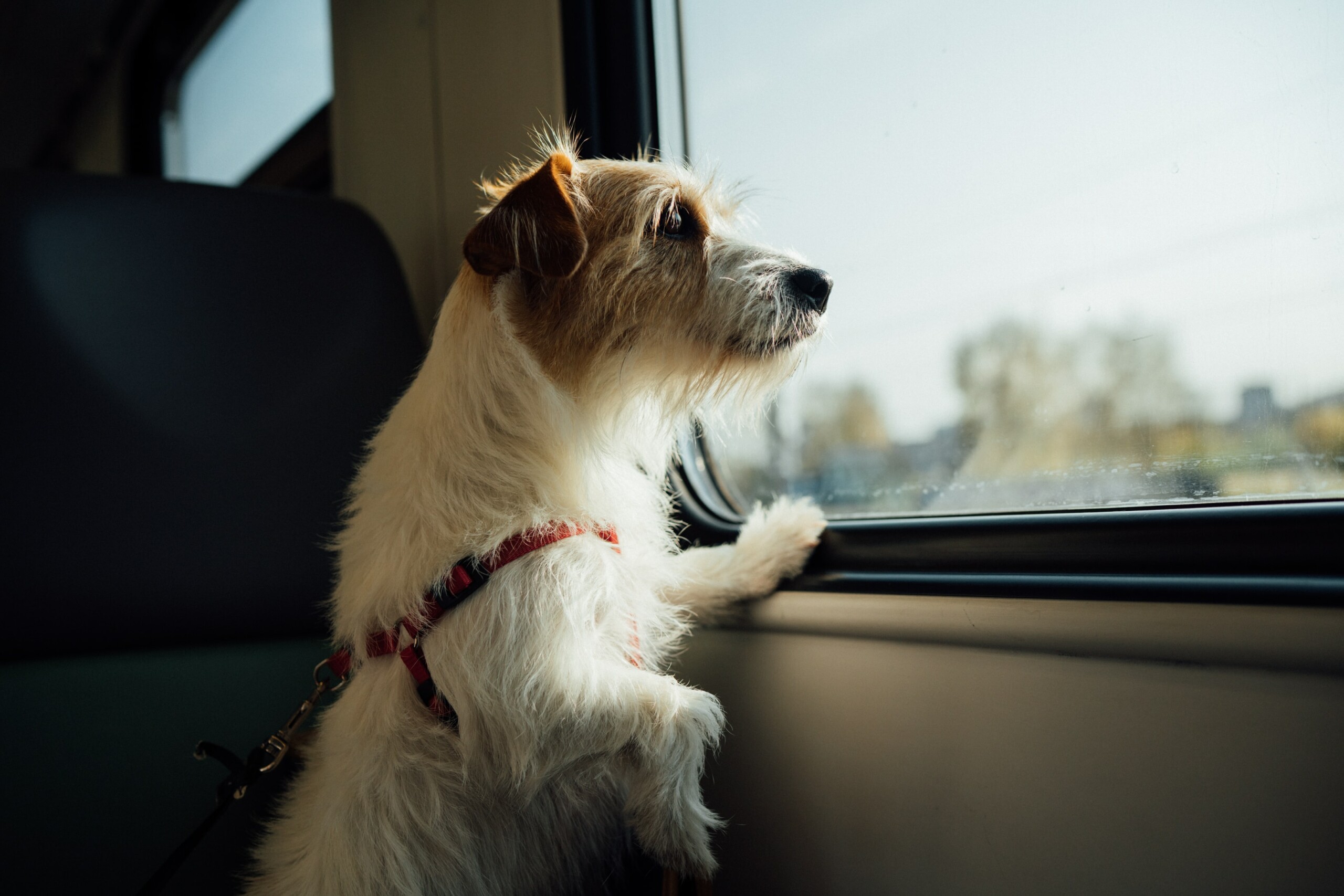 Dicas para quem vai viajar sozinho de ônibus, avião ou carro | Cachorro com peitoral olhando a paisagem pela janela do ônibus | Conexão123