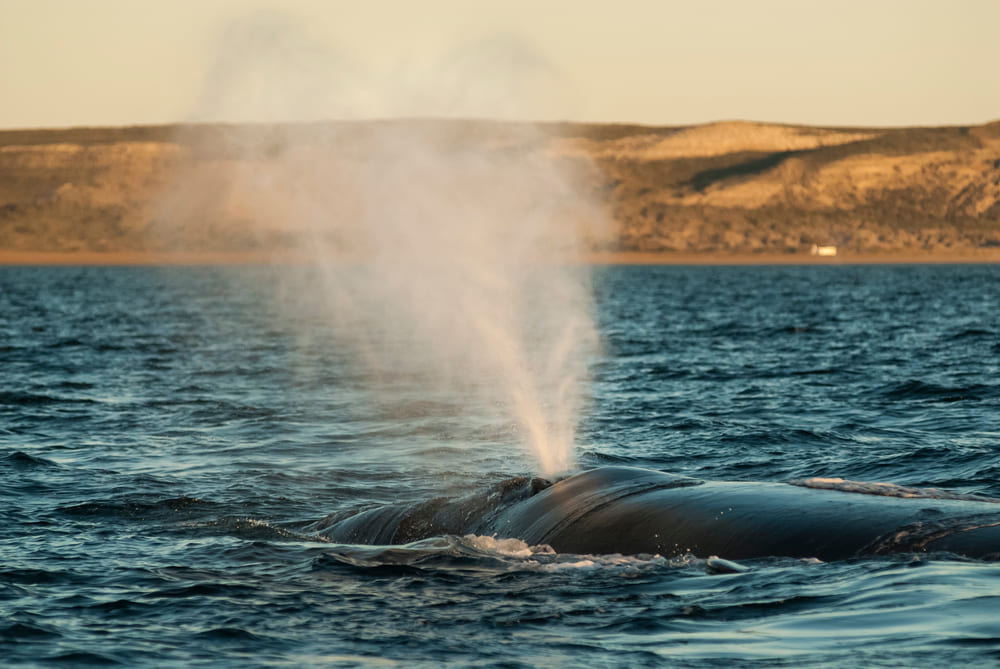 Dia Mundial da Baleia: turismo responsável de observação | Baleia respirando na superfície das águas | Conexão123