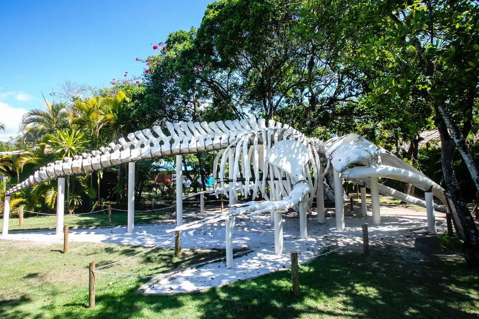Dia Mundial da Baleia: turismo responsável de observação | Esqueleto de uma espécie de baleia no Espaço Jubarte | Conexão123