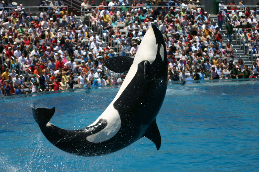 Cantora Thaeme Mariôto dá dicas de como aproveitar o SeaWorld com crianças | Baleia orca saltando em um tanque, em um espetáculo do parque SeaWorld | Conexão123