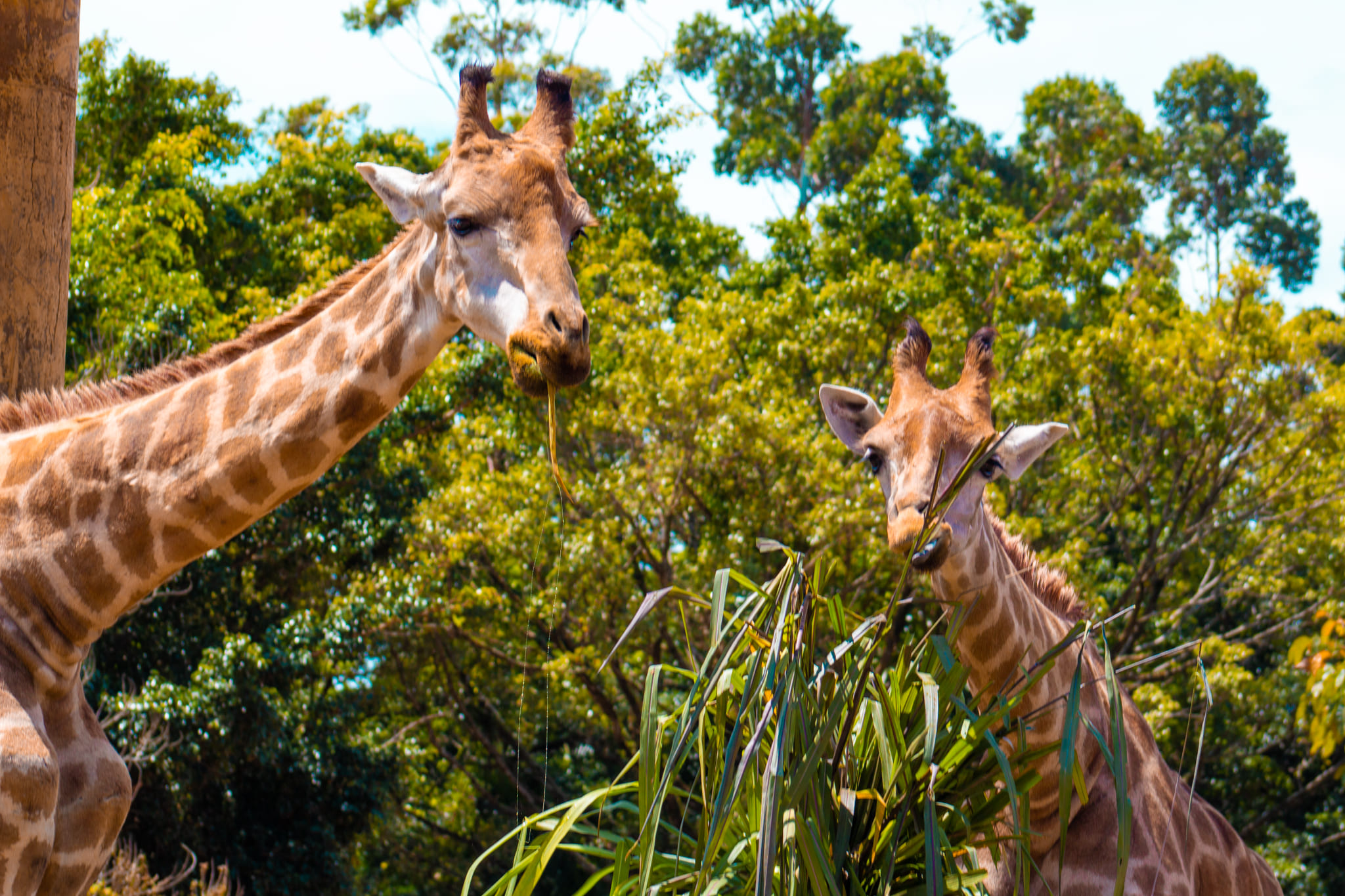 Beto Carrero World: atrações de acordo com faixa etária (0 a 3 anos) | Observação de girafas | Conexão123