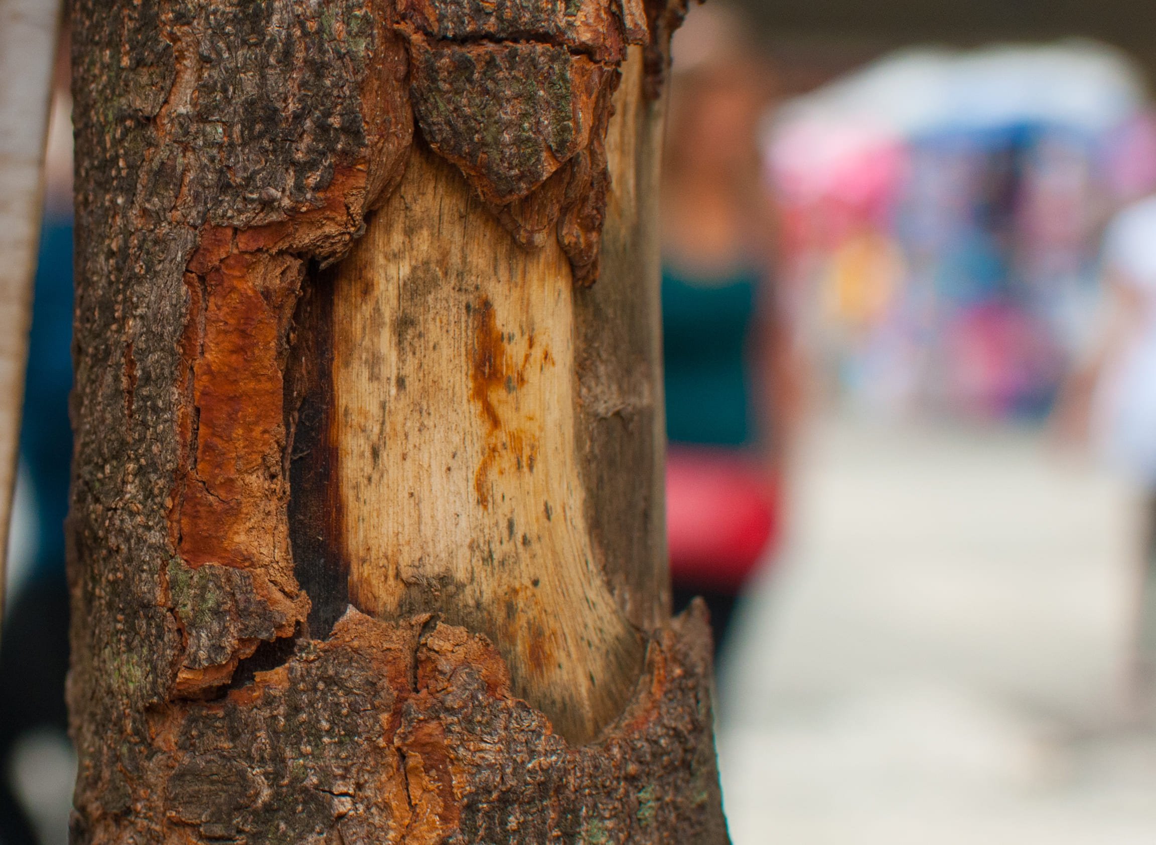 Dia do Pau-Brasil: veja onde encontrar a árvore nacional | Miolo vermelho do pau-brasil | Conexão123