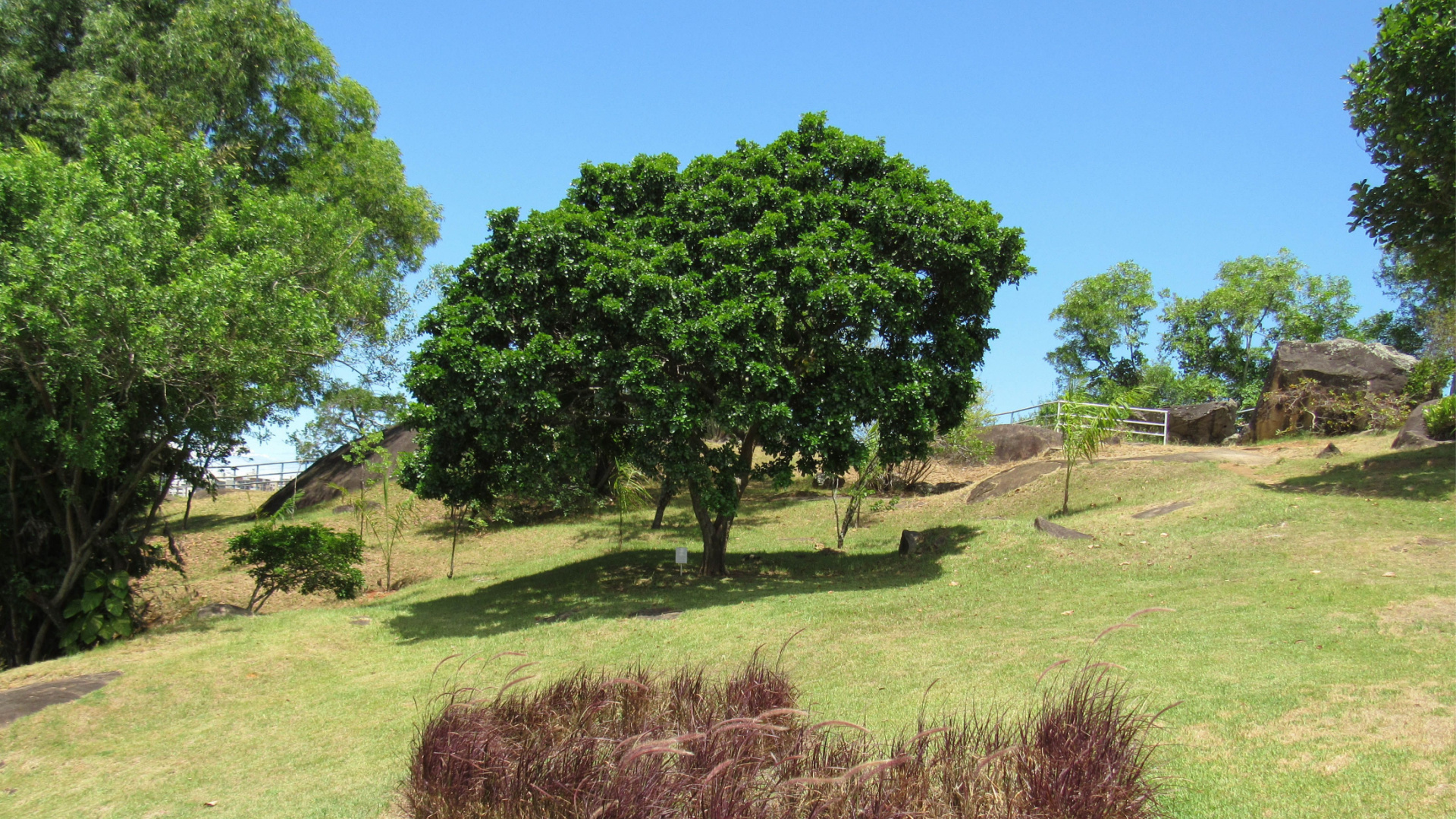Onde encontrar o pau-brasil: veja destinos para contemplar a árvore símbolo nacional
