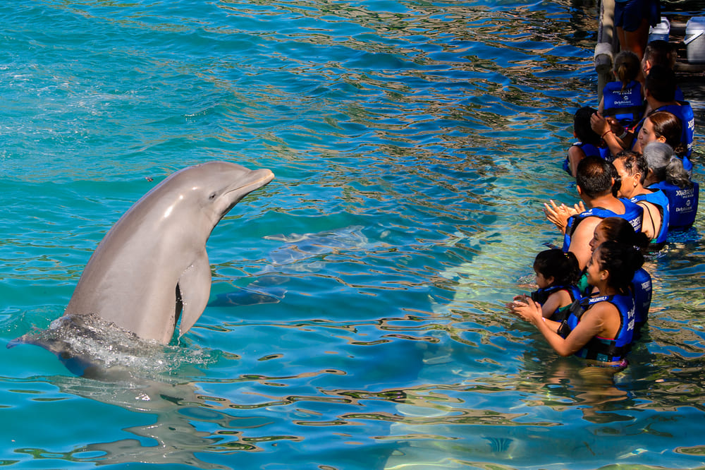 Lugares para viajar com a família: Cancún | Golfinhos no Xcaret | Conexão123