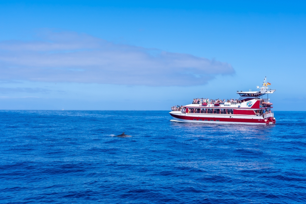 Turismo em Ilha Grande: guia de viagem | Observação de golfinhos | Conexão123