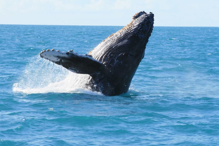 Conheça cinco ótimos lugares para mergulhar no Brasil - Abrolhos | Baleia jubarte em Abrolhos | Conexão123
