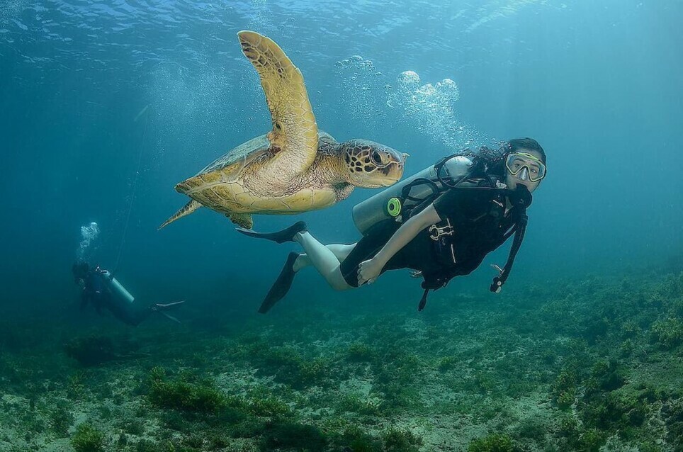 Corais no Brasil: 3 destinos para mergulhar e se apaixonar | Pessoa em pleno mergulho próximo a uma tartaruga em Fernando de Noronha explorando o fundo do mar | Conexão123