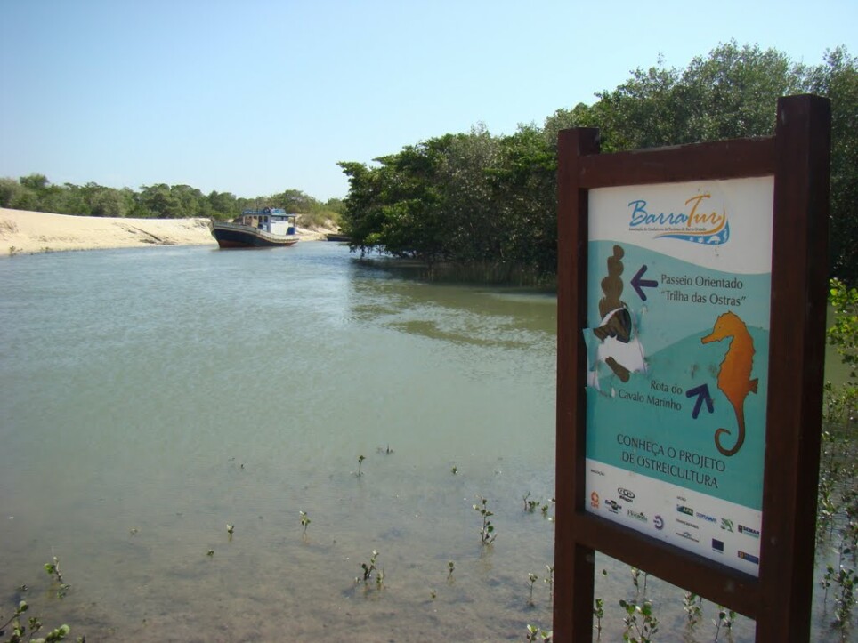 Lugares para observar cavalos-marinhos no Brasil - Barra Grande | Rota do cavalo-marinho | Conexão123