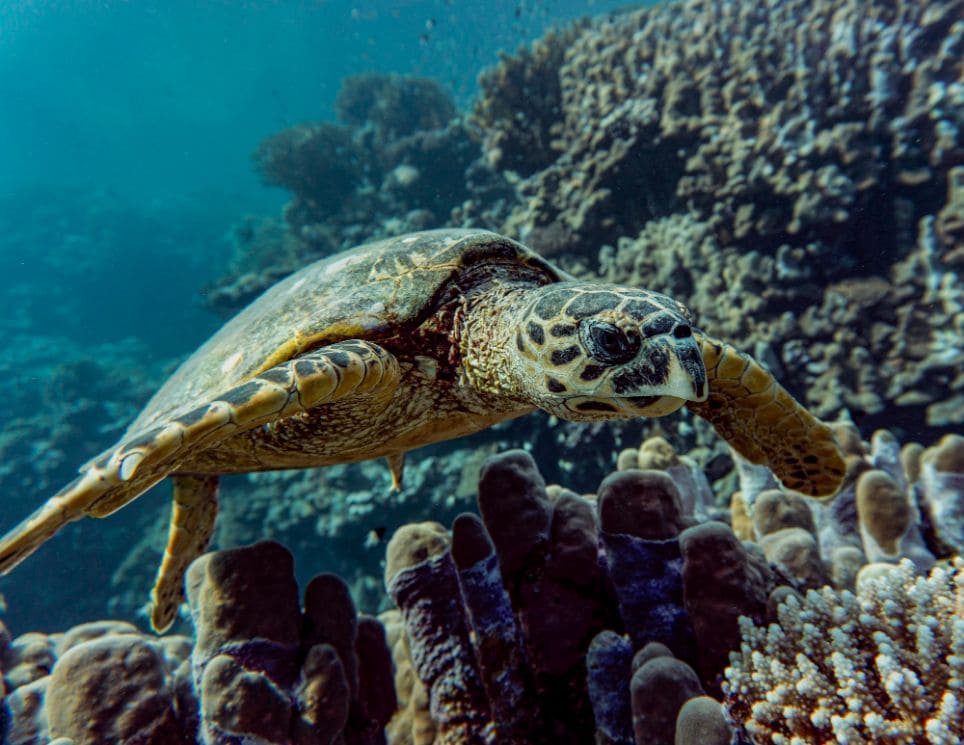Lugares para observar tartaruga marinha no Brasil - Fernando de Noronha| Tartaruga Marinha em Fernando de Noronha | Conexão123