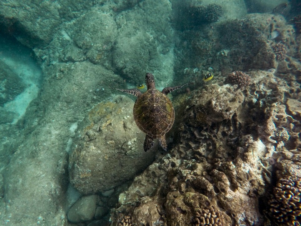  Lugares para observar tartaruga marinha no Brasil | Tartaruga marinha em Ilhabela | Conexão123