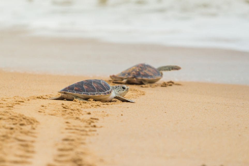 Saiba mais sobre o Dia Internacional da Tartaruga Marinha | Desova de tartarugas marinhas | Conexão123