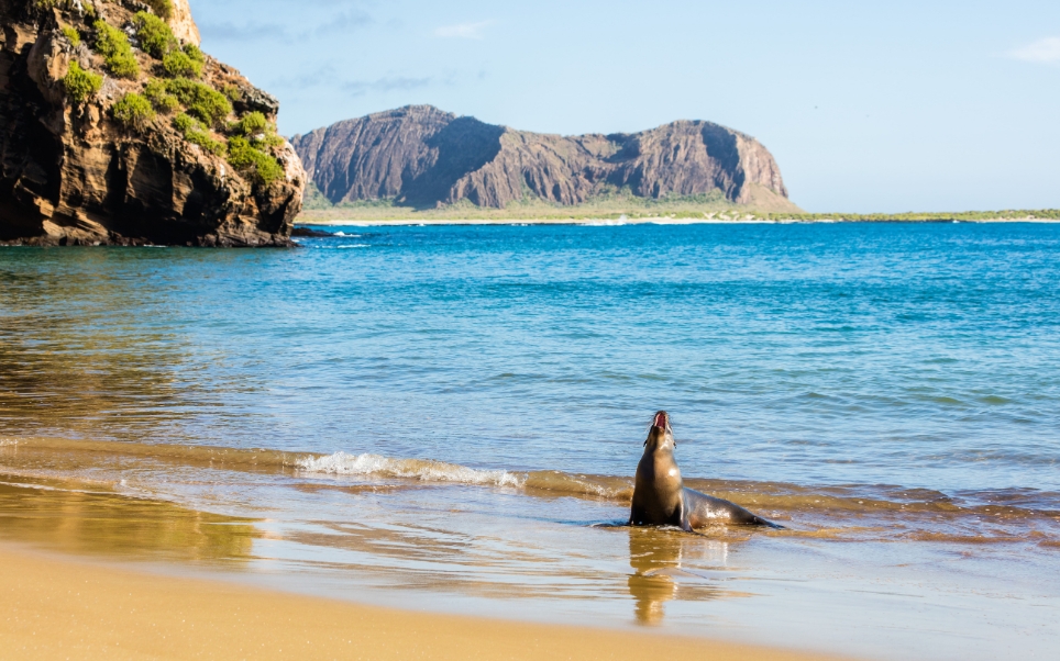 Veja destinos para celebrar o Dia Mundial do Meio Ambiente | Lobo marinho em Galápagos | Conexão123