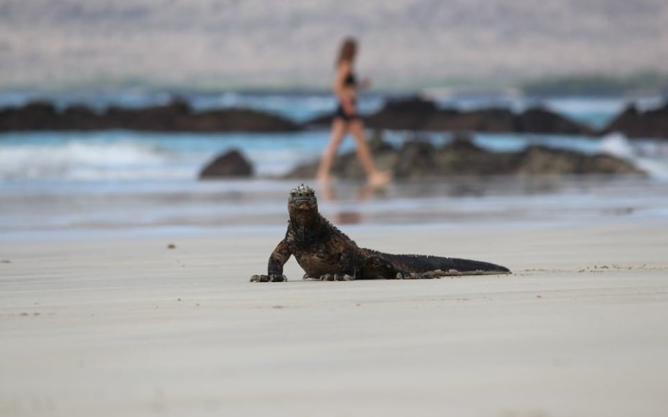 Veja destinos para celebrar o Dia Mundial do Meio Ambiente | Vida selvagem em Galápagos | Conexão123