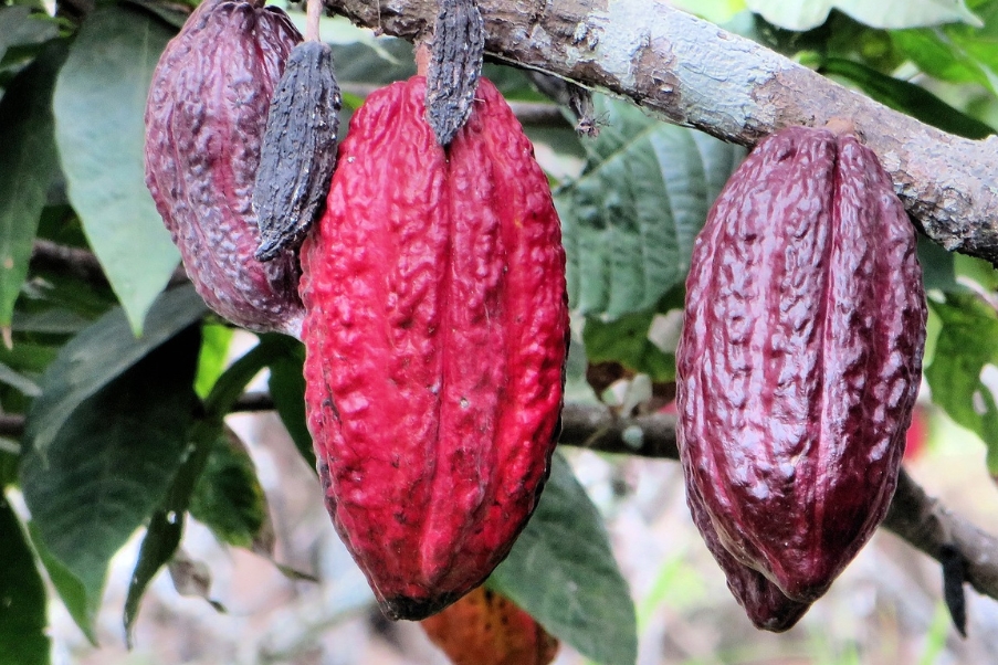 Dia Mundial do Chocolate: onde experimentar os mais famosos | Chocolate equatoriano | Conexão123